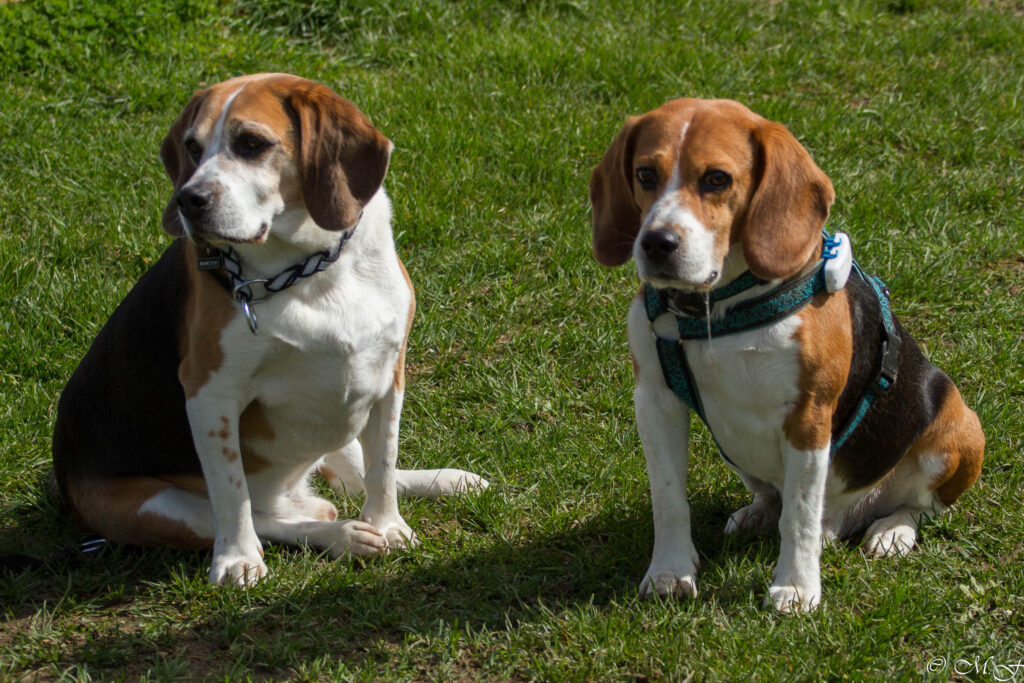 Entspannte Beagle beim Beaglefreilauf