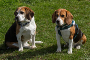 Entspannte Beagle beim Beaglefreilauf
