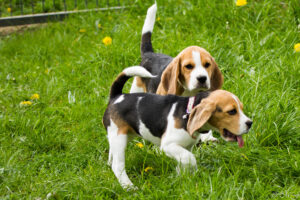 Beaglefreilauf mit Beaglewelpen