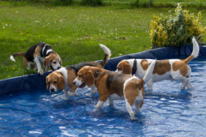 Beaglefreilauf Kalkar e.V.