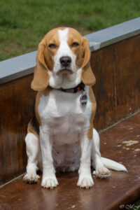 Beaglefreilauf Kalkar e.V.