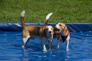 Baden beim Beaglefreilauf