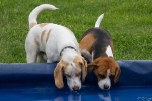 Beaglefreilauf Kalkar