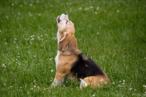 Arooo…. Der sonntägliche Beaglefreilauf ist eröffnet!