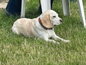 Beaglefreilauf Kalkar e.V.