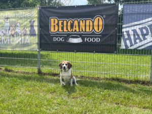 Beaglefreilauf Kalkar e.V.
