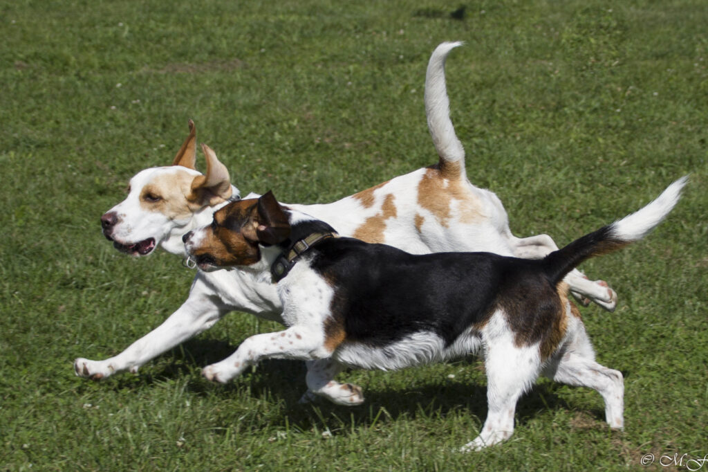 Es wurde viel gerannt beim Beaglefreilauf!