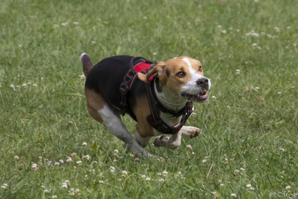 Toben beim Beaglefreilauf!