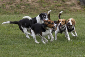 Beaglefreilauf Kalkar Beaglefreilauf Kalkar