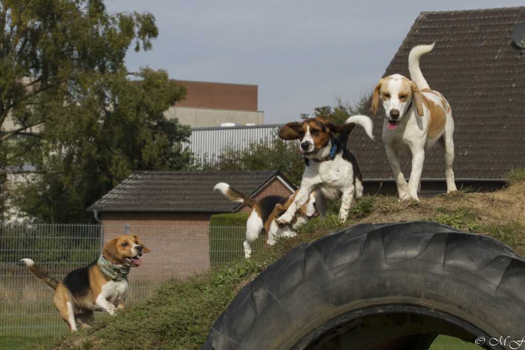 Beaglefreilauf