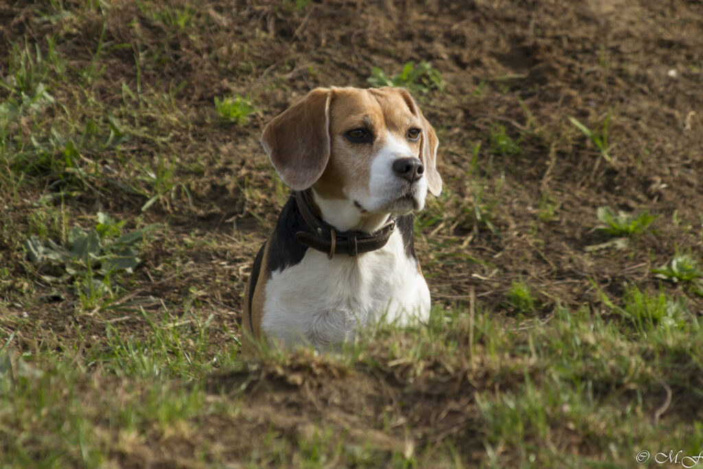 Beaglefreilauf