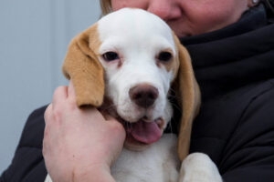 Beaglewelpe beim Beaglefreilauf Kalkar