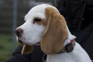 Beaglewelpe beim Beaglefreilauf