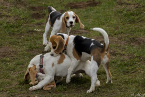 Beaglefreilauf