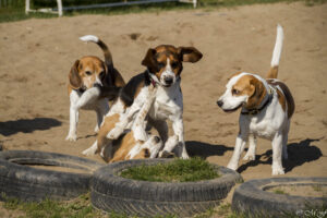 Beaglefreilauf Kalkar