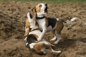 Beaglefreilauf