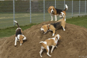 Beaglefreilauf