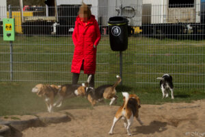 IMG_2849 Beaglefreilauf