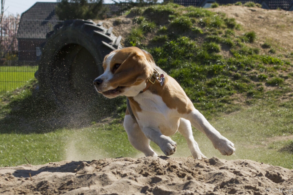 Beaglefreilauf Kalkar