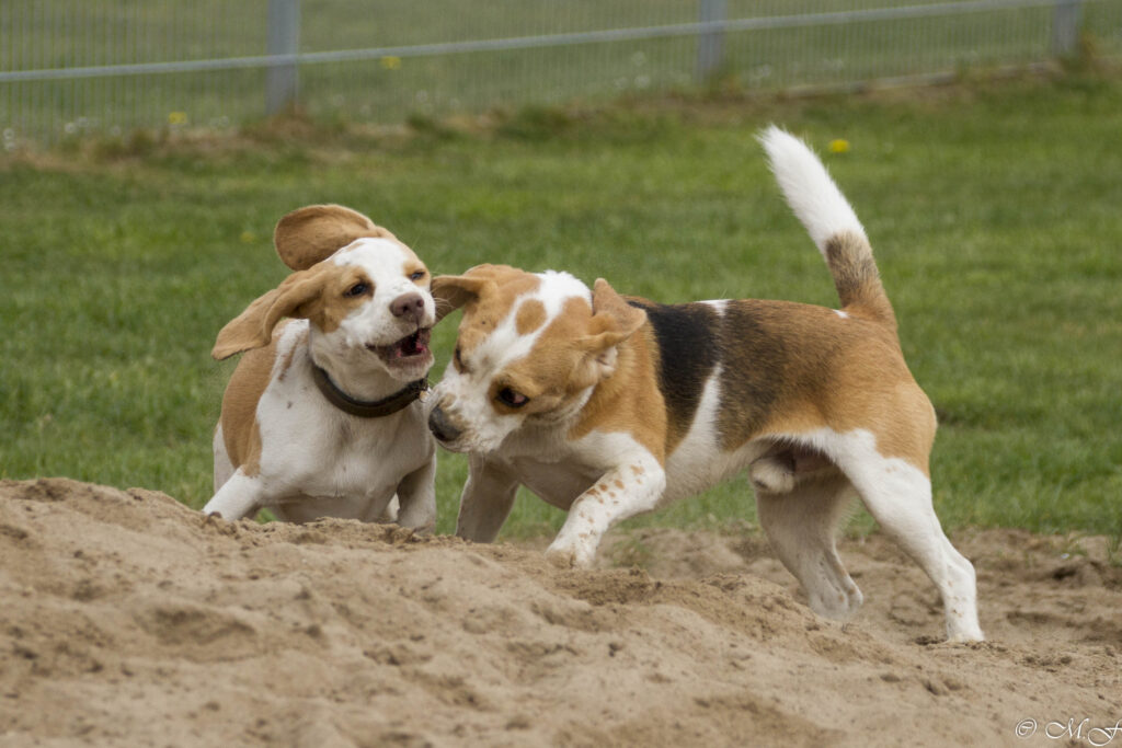 Beaglefreilauf