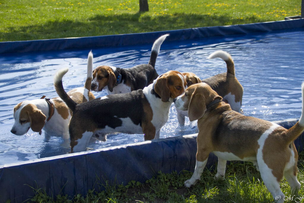 Badespaß beim Beaglefreilauf