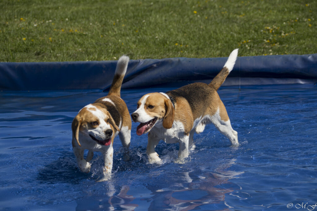 Beaglefreilauf