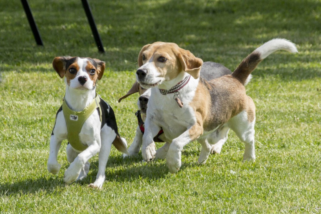 Beaglefreilauf