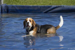 Beaglefreilauf Kalkar
