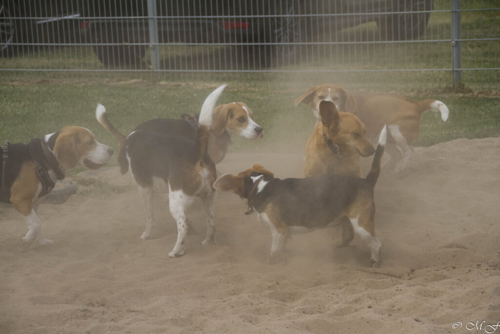 Beaglefreilauf Kalkar