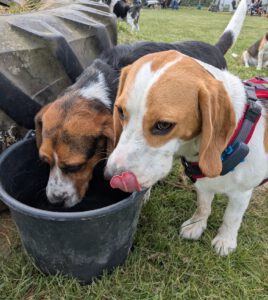 WhatsApp Bild 2025-05-18 um 13.26.49_cf70f31c