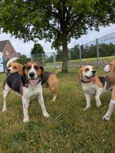 Beaglefreilauf Kalkar Beaglefreilauf Kalkar