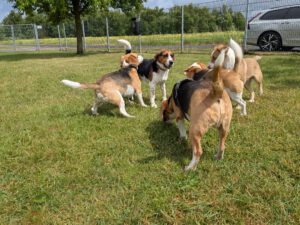 WhatsApp Bild 2025-05-25 um 13.15.03_f94c772c