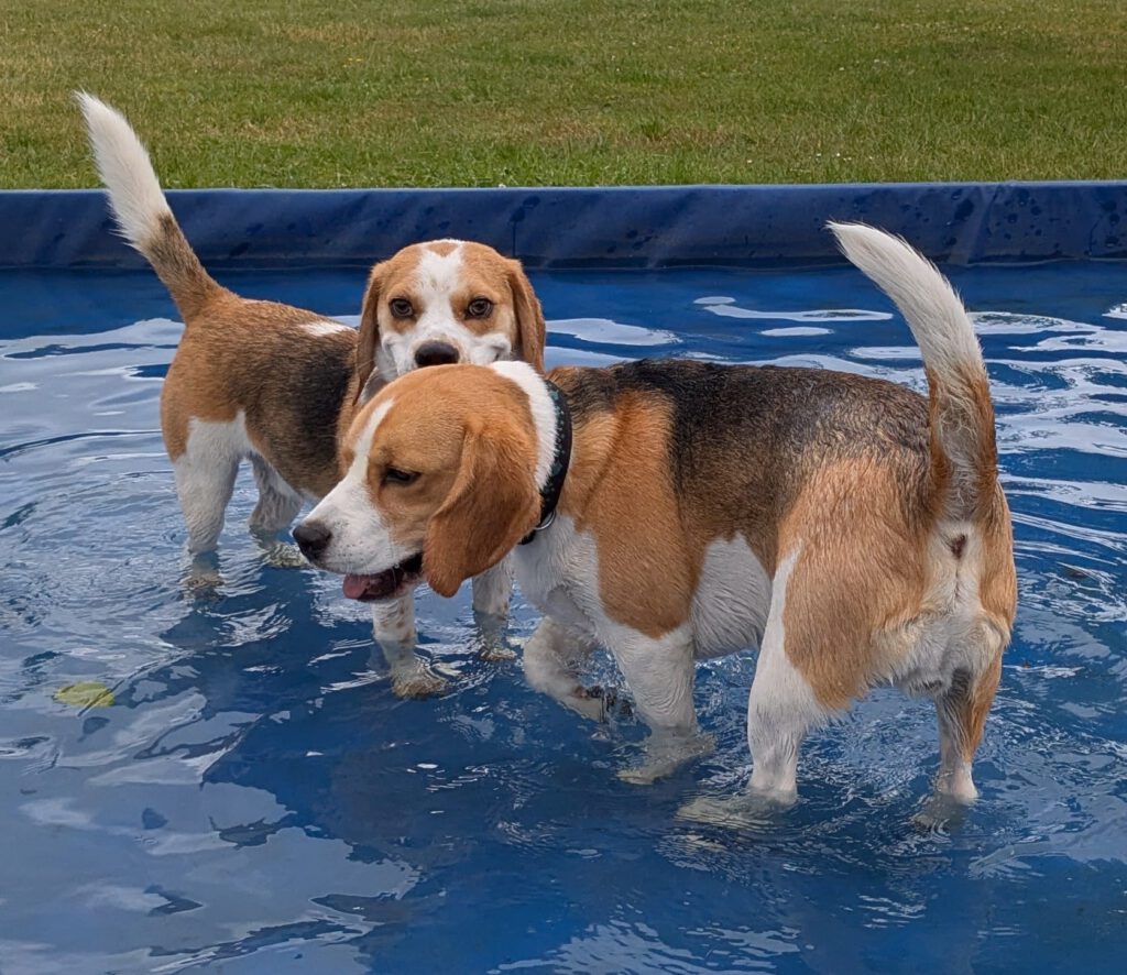 Beaglefreilauf Kalkar