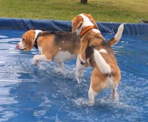 WhatsApp Bild 2025-05-25 um 13.15.04_52133c3e