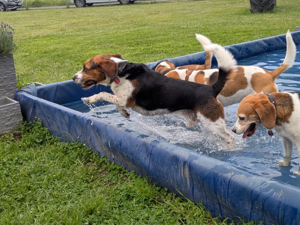 Beaglefreilauf Kalkar