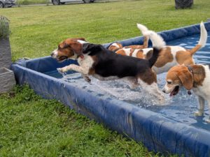 IMG-20250601-WA0043 Beaglefreilauf Kalkar