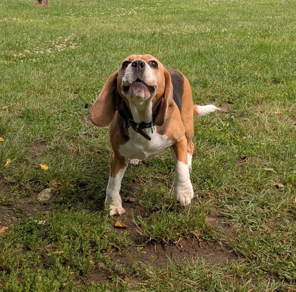 Beaglefreilauf Kalkar