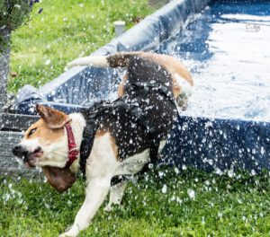 WhatsApp Bild 2025-06-15 um 18.25.24_cd2b6260 Pool Action beim Beaglefreilauf