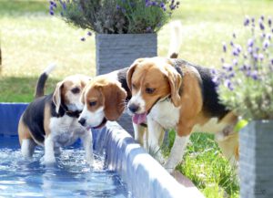 Beaglefreilauf 284 Beaglefreilauf 284