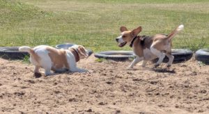 IMG-20250629-WA0043 Fliegende Ohren beim Beaglefreilauf