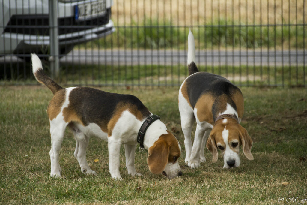 Beaglefreilauf