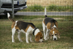 Beaglefreilauf