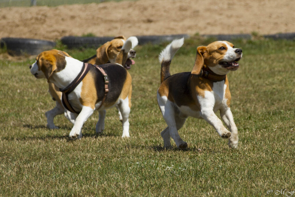 Beaglefreilauf