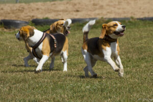 Beaglefreilauf
