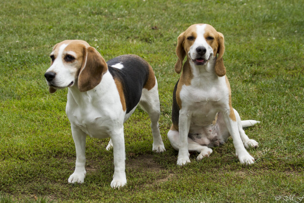 Beaglefreilauf
