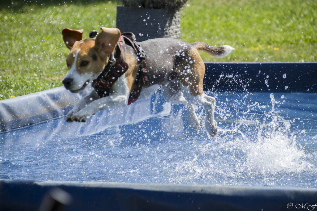 Beaglefreilauf