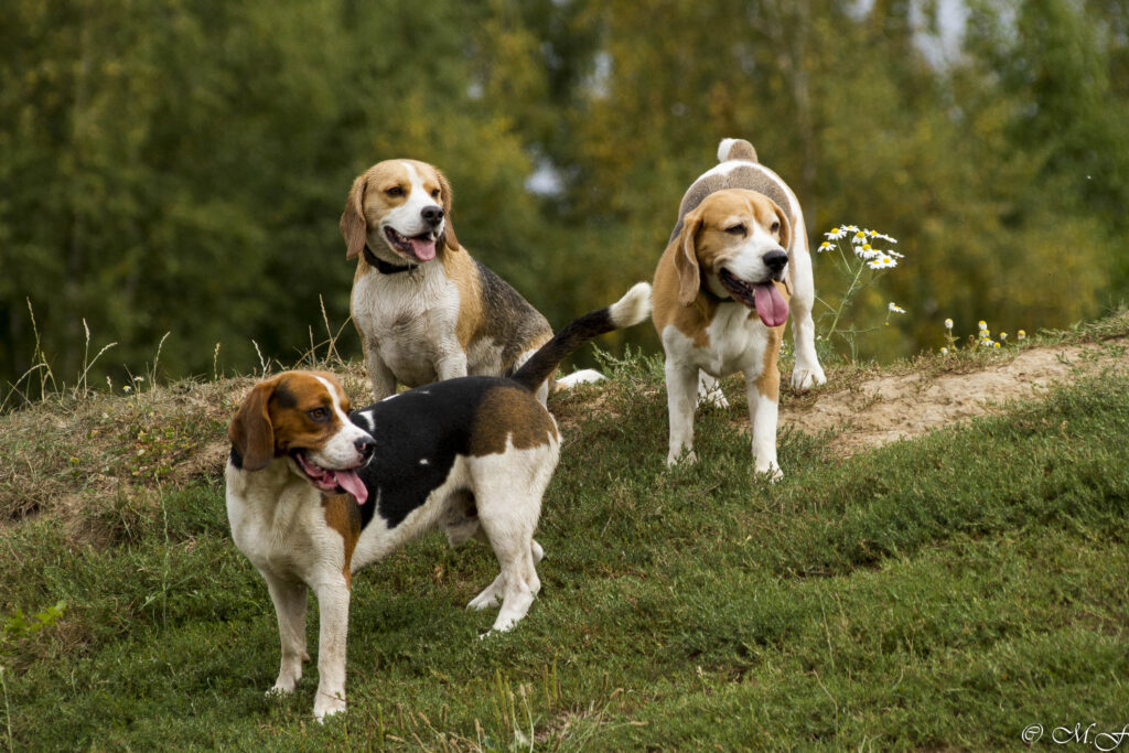 Beaglefreilauf