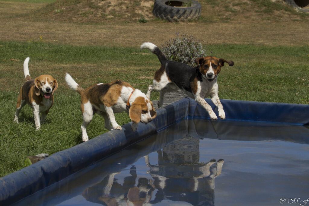 Beaglefreilauf