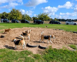 Beaglefreilauf