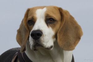 Beaglefreilauf Kalkar